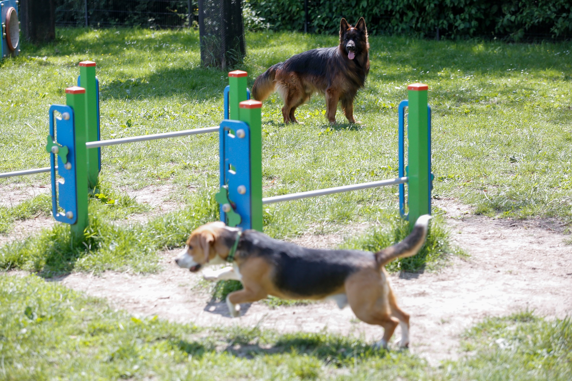 Mieszkańcy Zawodzia wybrali do realizacji budowę psiego wybiegu na os. Gwiazdy_fot. KAW.jpg